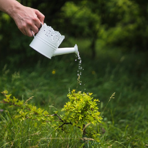 Hand-watering