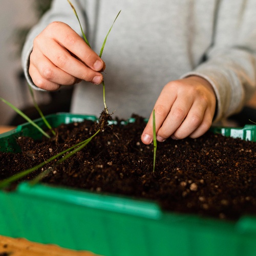 planting-sprouts