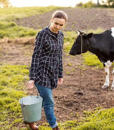 woman-collecting-milk-from-cow