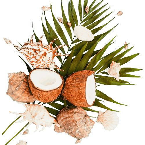 leaves-coconuts